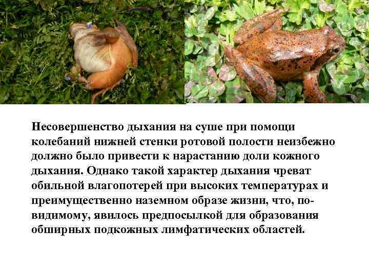 Несовершенство дыхания на суше при помощи колебаний нижней стенки ротовой полости неизбежно должно было