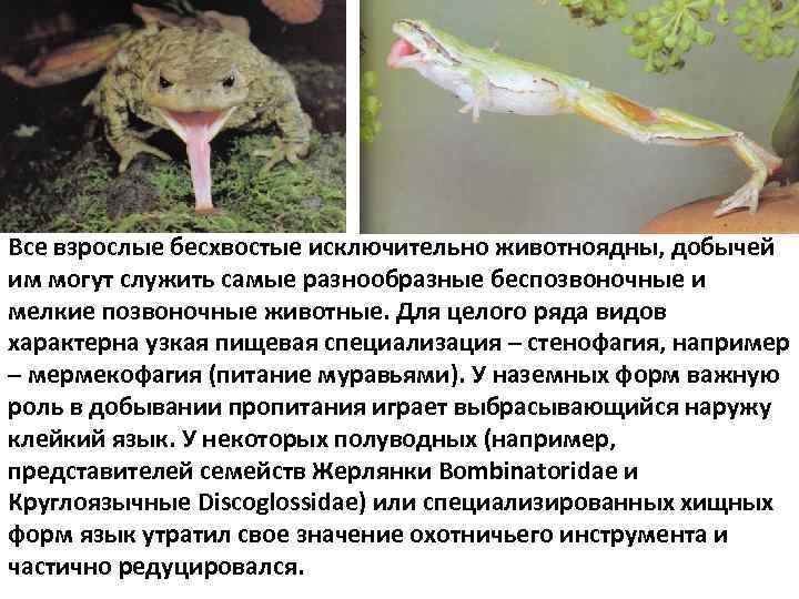 Все взрослые бесхвостые исключительно животноядны, добычей им могут служить самые разнообразные беспозвоночные и мелкие