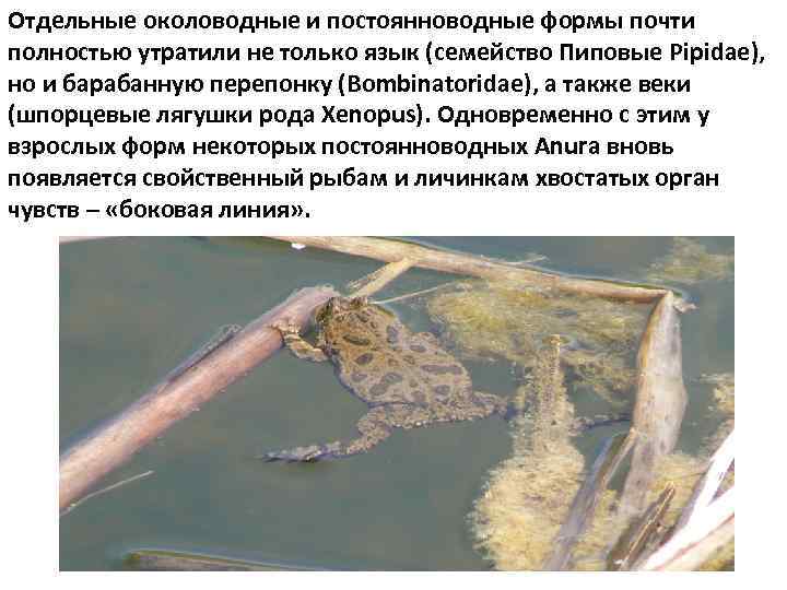 Отдельные околоводные и постоянноводные формы почти полностью утратили не только язык (семейство Пиповые Pipidae),