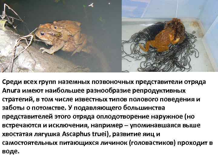 Среди всех групп наземных позвоночных представители отряда Anura имеют наибольшее разнообразие репродуктивных стратегий, в