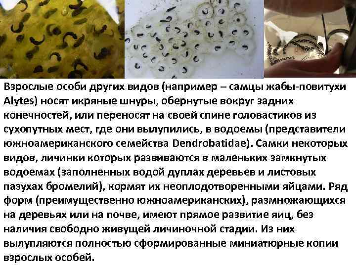 Взрослые особи других видов (например – самцы жабы-повитухи Alytes) носят икряные шнуры, обернутые вокруг