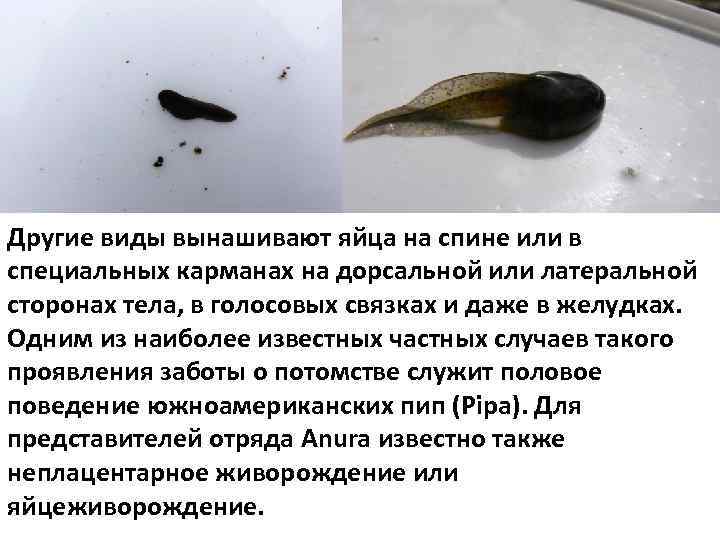 Другие виды вынашивают яйца на спине или в специальных карманах на дорсальной или латеральной