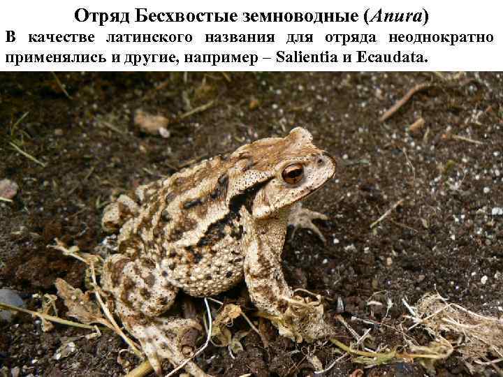 Отряд Бесхвостые земноводные (Anura) В качестве латинского названия для отряда неоднократно применялись и другие,