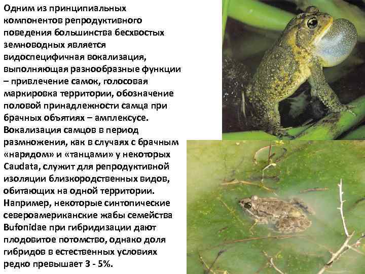 Одним из принципиальных компонентов репродуктивного поведения большинства бесхвостых земноводных является видоспецифичная вокализация, выполняющая разнообразные