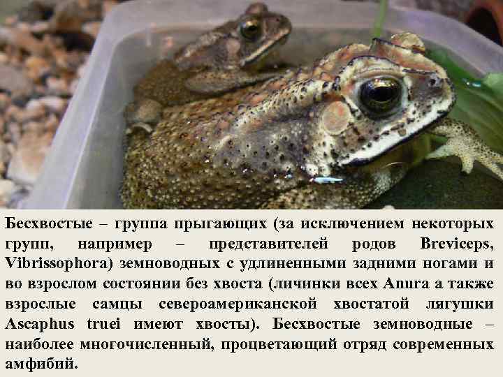 Бесхвостые – группа прыгающих (за исключением некоторых групп, например – представителей родов Breviceps, Vibrissophora)