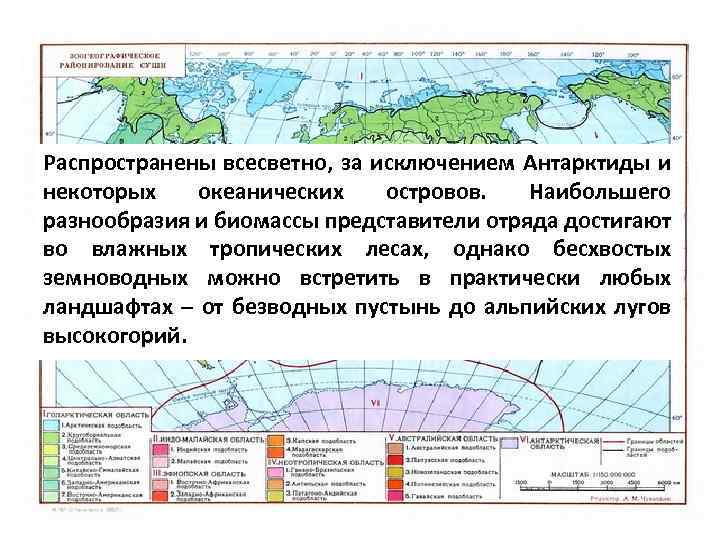 Распространены всесветно, за исключением Антарктиды и некоторых океанических островов. Наибольшего разнообразия и биомассы представители