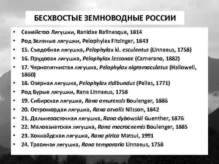БЕСХВОСТЫЕ ЗЕМНОВОДНЫЕ РОССИИ • • • • Семейство Лягушки, Ranidae Rafinesque, 1814 Род Зеленые