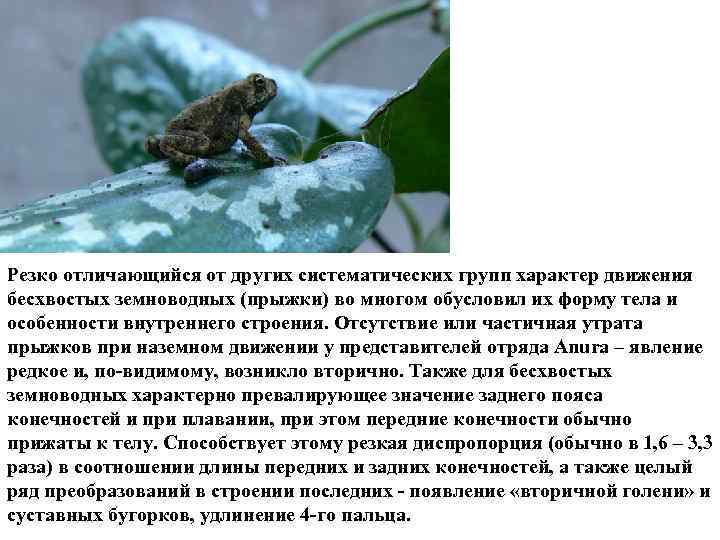Резко отличающийся от других систематических групп характер движения бесхвостых земноводных (прыжки) во многом обусловил