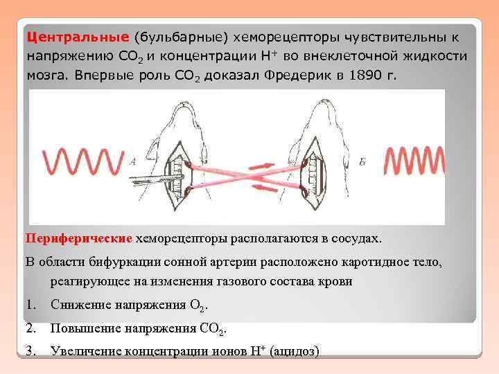 Графическое изображение фаз дыхания