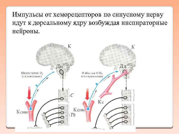 Схема этапы дыхания