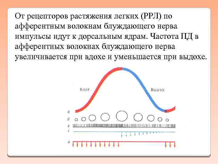 Графическое изображение фаз дыхания