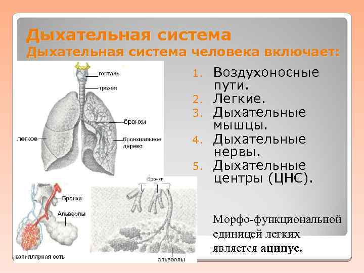 Легкие являются