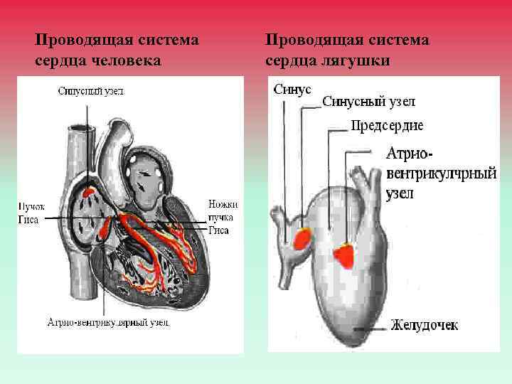 Проводящая система сердца человека Проводящая система сердца лягушки 