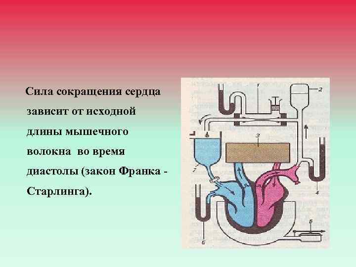 Сила сокращения сердца зависит от исходной длины мышечного волокна во время диастолы (закон Франка