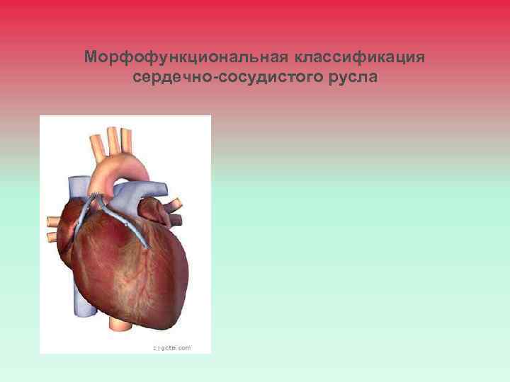 Морфофункциональная классификация сердечно-сосудистого русла 