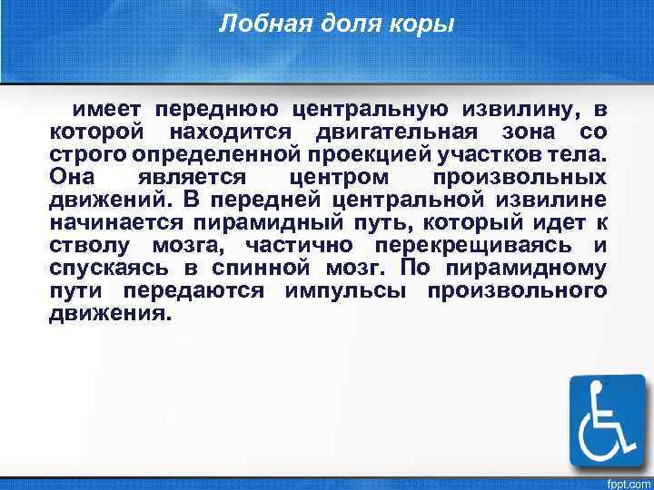 Лобная доля коры имеет переднюю центральную извилину, в которой находится двигательная зона со строго