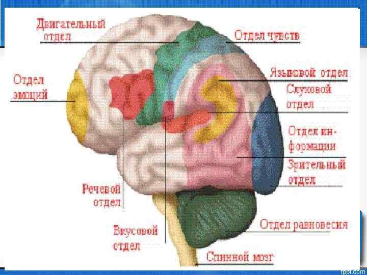 Дцп мозга. Поражение мозга при ДЦП. Отделы мозга поражаются при детском церебральном параличе.