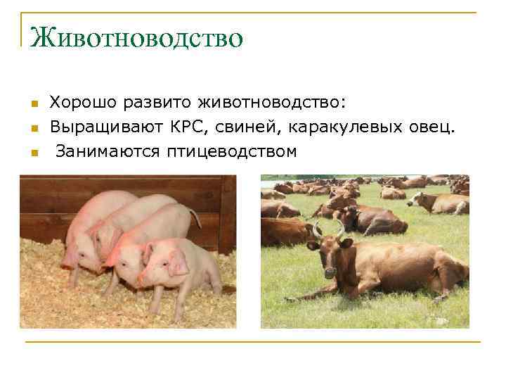 Животноводство n n n Хорошо развито животноводство: Выращивают КРС, свиней, каракулевых овец. Занимаются птицеводством