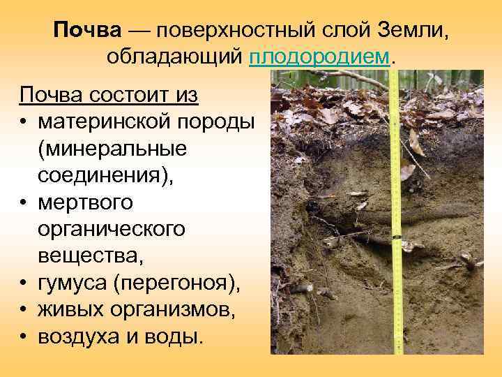 Почва — поверхностный слой Земли, обладающий плодородием. Почва состоит из • материнской породы (минеральные