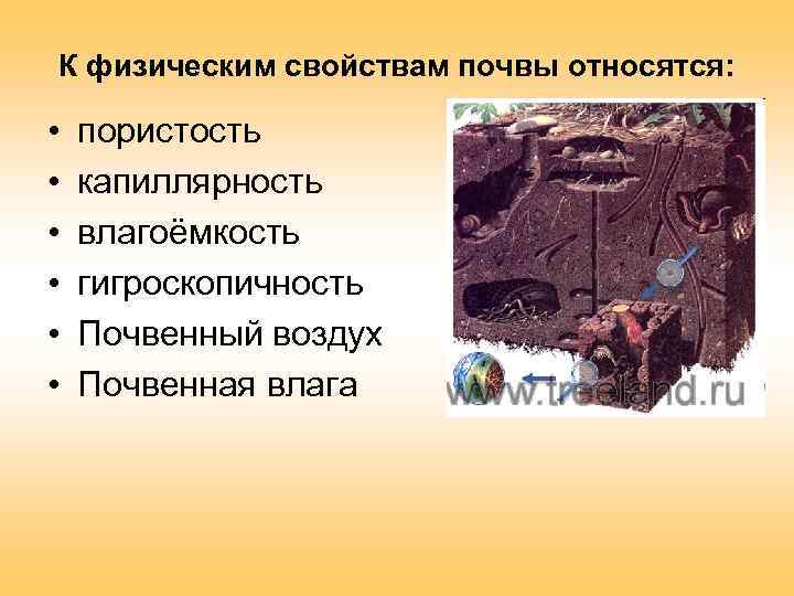 К физическим свойствам почвы относятся: • • • пористость капиллярность влагоёмкость гигроскопичность Почвенный воздух
