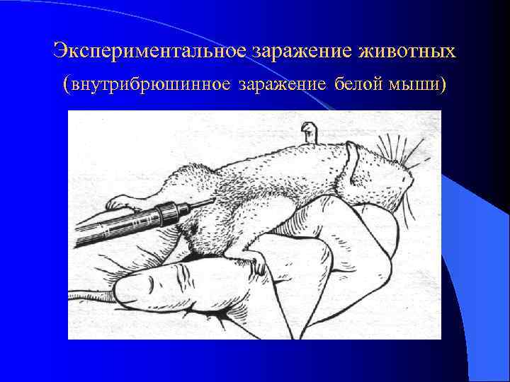 Экспериментальное заражение животных (внутрибрюшинное заражение белой мыши) 