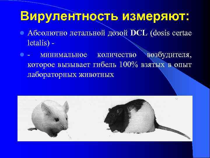 Вирулентность измеряют: Абсолютно летальной дозой DCL (dosis certae letalis) l минимальное количество возбудителя, которое