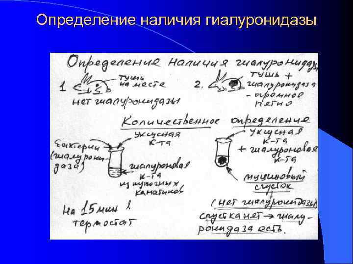 Определение наличия гиалуронидазы 