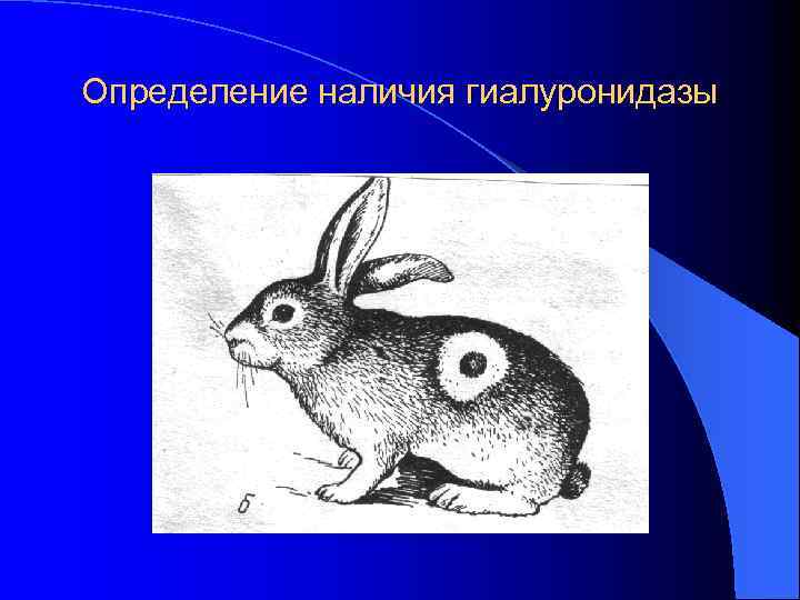 Определение наличия гиалуронидазы 