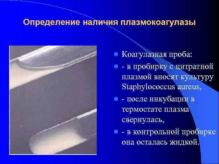 Определение наличия плазмокоагулазы Коагулазная проба: l - в пробирку с цитратной плазмой вносят культуру
