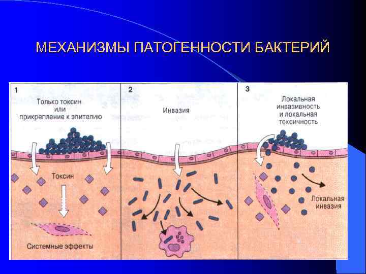 МЕХАНИЗМЫ ПАТОГЕННОСТИ БАКТЕРИЙ 