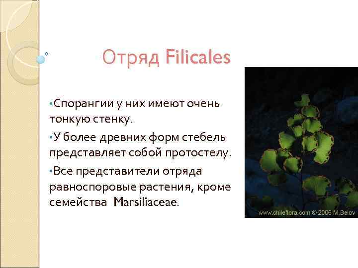 Отряд Filicales • Спорангии у них имеют очень тонкую стенку. • У более древних