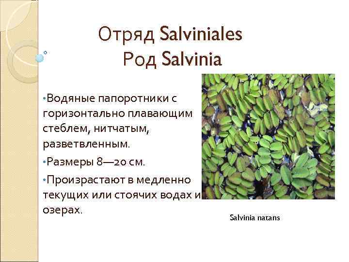 Отряд Salviniales Род Salvinia • Водяные папоротники с горизонтально плавающим стеблем, нитчатым, разветвленным. •