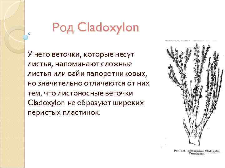 Род Cladoxylon У него веточки, которые несут листья, напоминают сложные листья или вайи папоротниковых,
