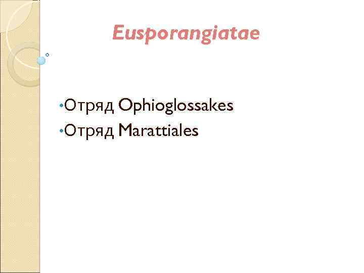 Eusporangiatae • Отряд Ophioglossakes • Отряд Marattiales 