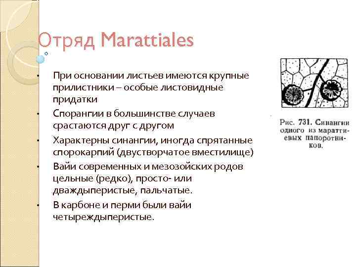 Отряд Marattiales • • • При основании листьев имеются крупные прилистники – особые листовидные