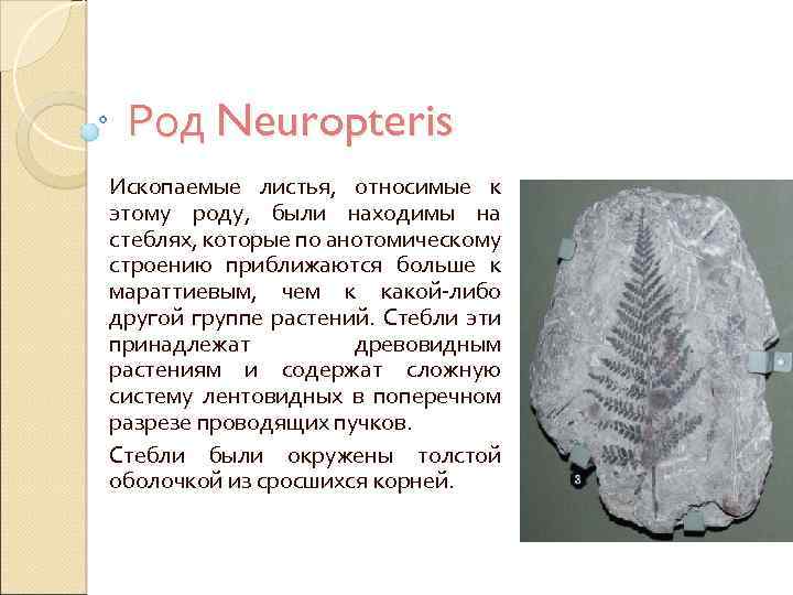 Род Neuropteris Ископаемые листья, относимые к этому роду, были находимы на стеблях, которые по