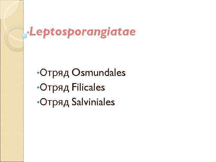 Leptosporangiatae • Отряд Osmundales • Отряд Filicales • Отряд Salviniales 