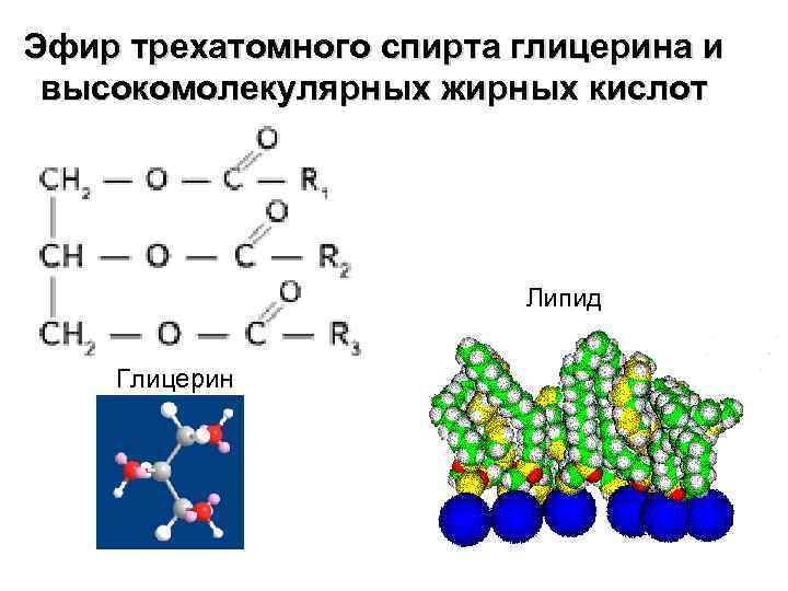 Эфир трехатомного спирта глицерина и высокомолекулярных жирных кислот Липид Глицерин 