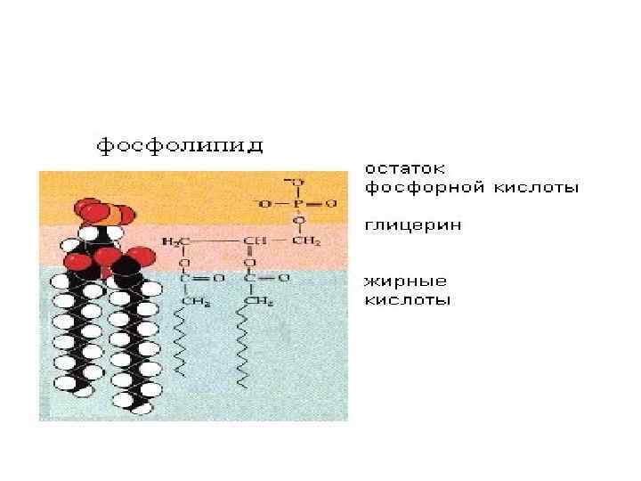 Глицерин липид. Глицерин и жирные кислоты. Глицеринсодержащие липиды. Липиды содержащие остаток глицерина. Остаток глицерина.