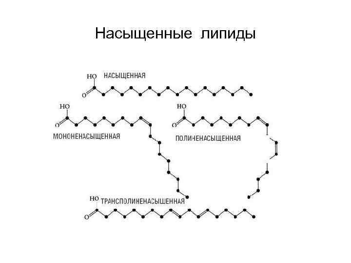 Насыщенные липиды 