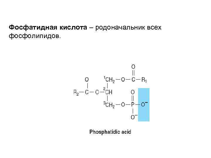 Фосфатидная кислота – родоначальник всех фосфолипидов. 