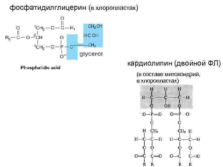 фосфатидилглицерин (в хлоропластах) кардиолипин (двойной ФЛ) (в составе митохондрий, в хлоропластах) 