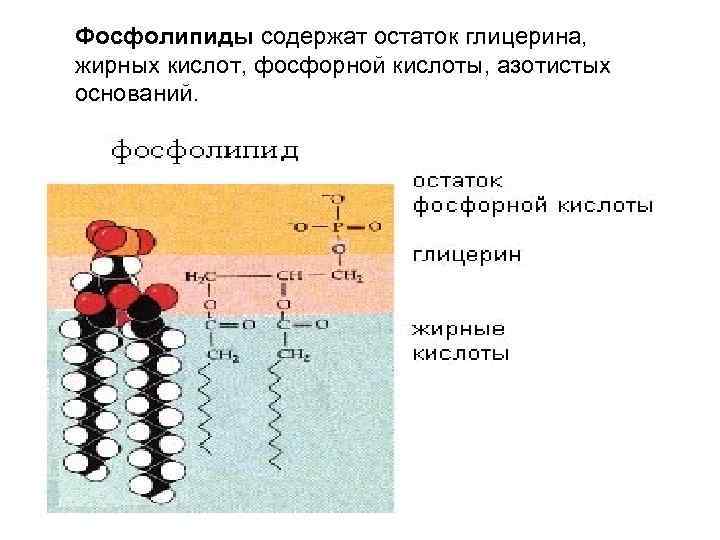 В состав липидов входит остаток глицерина