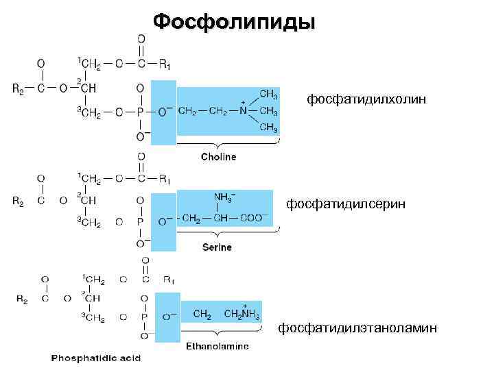 Фосфолипиды фосфатидилхолин фосфатидилсерин фосфатидилэтаноламин 