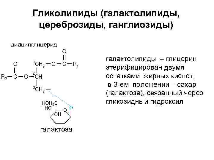 Гликолипиды (галактолипиды, цереброзиды, ганглиозиды) диацилглицерид галактолипиды – глицерин этерифицирован двумя остатками жирных кислот, в