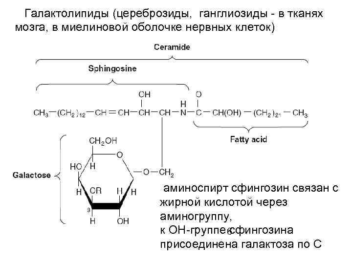  Галактолипиды (цереброзиды, ганглиозиды - в тканях мозга, в миелиновой оболочке нервных клеток) аминоспирт