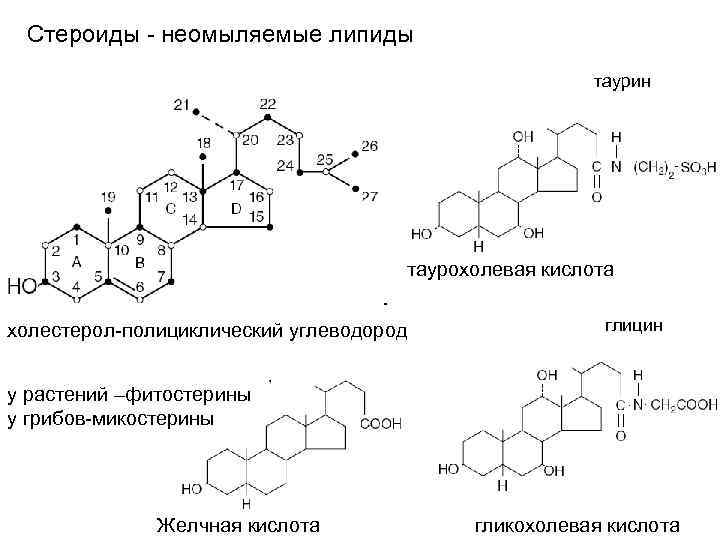 Стероиды - неомыляемые липиды таурин таурохолевая кислота холестерол-полициклический углеводород глицин у растений –фитостерины у