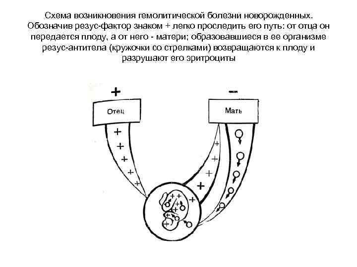 Схема возникновения гемолитической болезни новорожденных. Обозначив резус-фактор знаком + легко проследить его путь: от