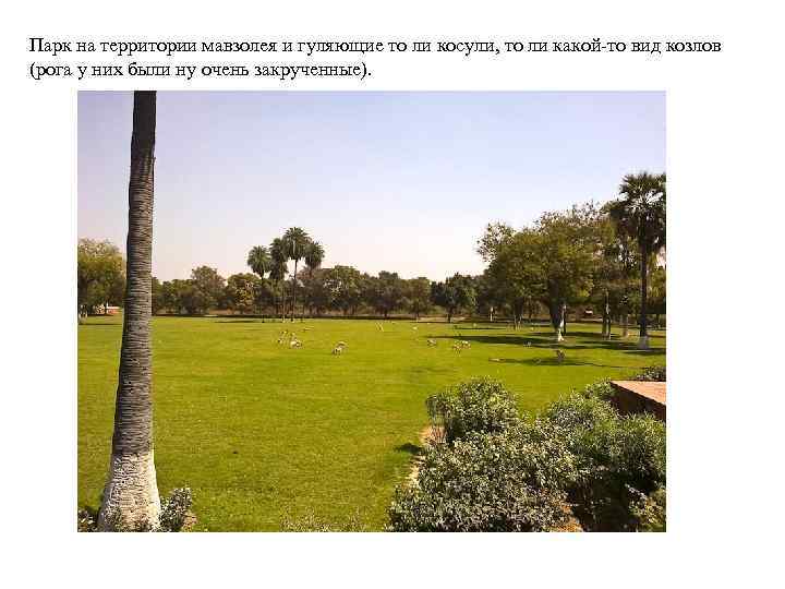 Парк на территории мавзолея и гуляющие то ли косули, то ли какой то вид