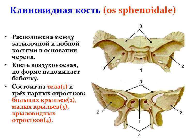 Клиновидный отдел черепа